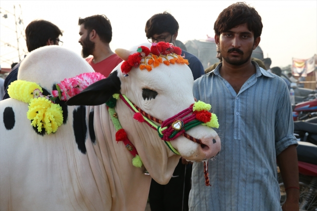 Pakistan’da kurban pazarları rengarenk